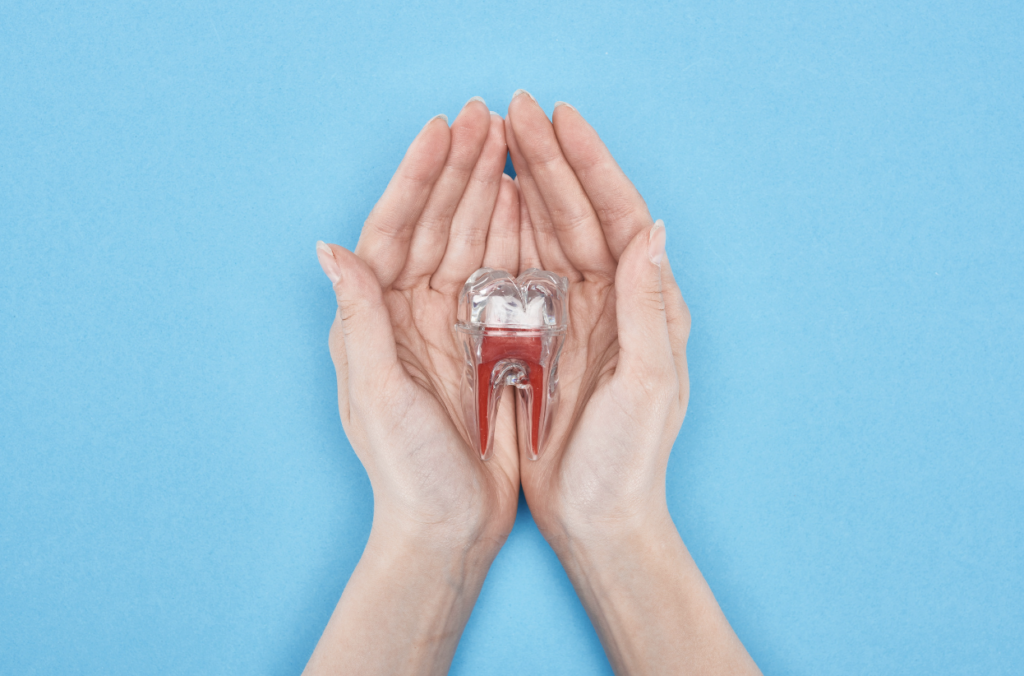 Root canal plastic model held by two hands